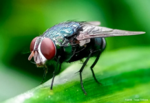 raEl USDA confirma cuatro nuevos casos de gusano barrenador del Nuevo Mundo en Texas