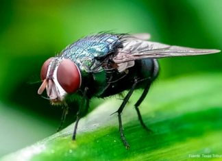 raEl USDA confirma cuatro nuevos casos de gusano barrenador del Nuevo Mundo en Texas
