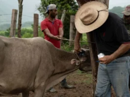 Texas, con un nuevo caso de gusano barrenador