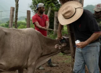 Texas, con un nuevo caso de gusano barrenador