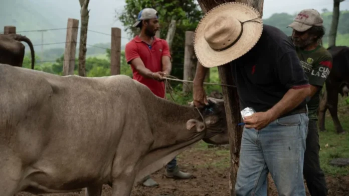 texas-con-un-nuevo-caso-de-gusano-barrenador-1024x576