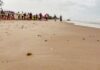 Viven familias la primera liberación pública de tortuga lora en La Pesca