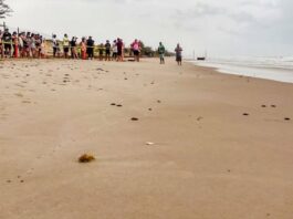 Viven familias la primera liberación pública de tortuga lora en La Pesca