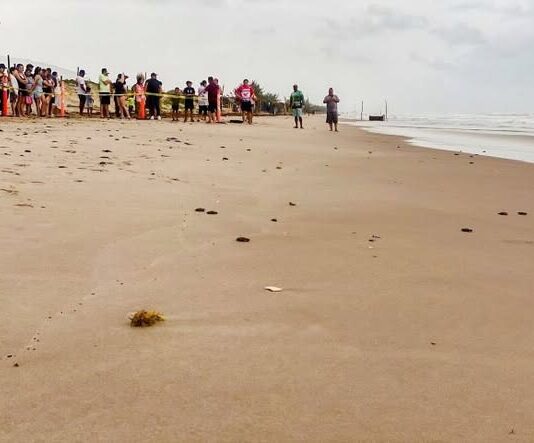 Viven familias la primera liberación pública de tortuga lora en La Pesca
