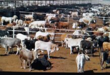 Abren la frontera a las exportaciones de ganado, pero Tamaulipas tendrá que esperar