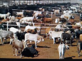 Abren la frontera a las exportaciones de ganado, pero Tamaulipas tendrá que esperar