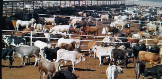 Abren la frontera a las exportaciones de ganado, pero Tamaulipas tendrá que esperar