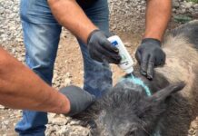 Iniciará en Tamaulipas la dispersión de moscas estériles para combatir el gusano barrenador