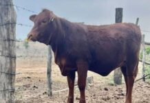 Pierde Tamaulipas la ruta del ganado y pagará más por exportar a EU