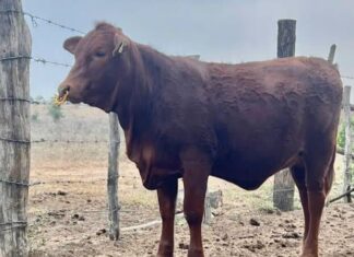 Pierde Tamaulipas la ruta del ganado y pagará más por exportar a EU