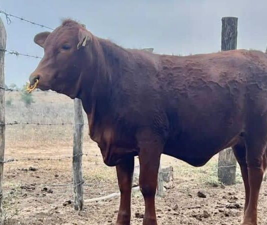 Pierde Tamaulipas la ruta del ganado y pagará más por exportar a EU