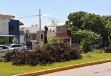 Sin autorización ambiental CFE realizó poda de árboles en avenida Las Torres señala Ecología