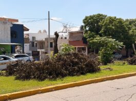 Sin autorización ambiental CFE realizó poda de árboles en avenida Las Torres señala Ecología