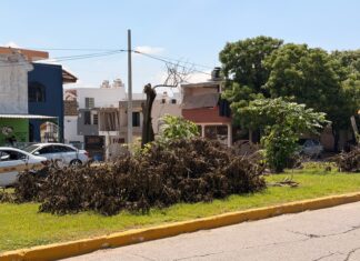 Sin autorización ambiental CFE realizó poda de árboles en avenida Las Torres señala Ecología