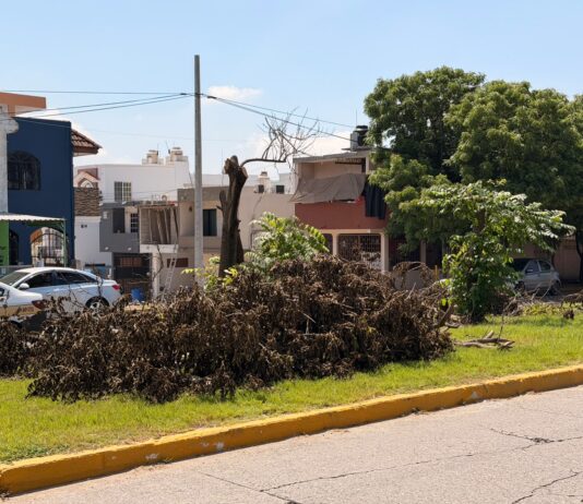 Sin autorización ambiental CFE realizó poda de árboles en avenida Las Torres señala Ecología