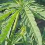 Senado de Texas analiza restringir productos con THC por impacto en atención médica y salud mental