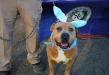 Gusano barrenador se acerca a Chihuahua por Texas; detectan caso en un perro en Pecos