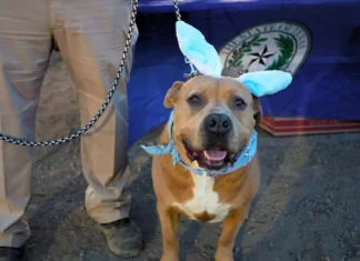 Gusano barrenador se acerca a Chihuahua por Texas; detectan caso en un perro en Pecos