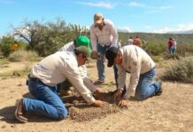 Reforestan 10 hectáreas frente a mil 608 devastadas por incendios forestales