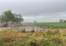 Para los campesinos sembrar ya no es una opción; subsisten del poco ganado