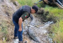 Cocodrilos se matan entre sí, van 4