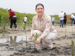 Impulsa la Alcaldesa Mónica Villarreal restauración del humedal de manglar en la Laguna del Carpintero