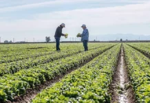 Alerta en Texas por brote de salmonela ligado a jalapeños importados de México