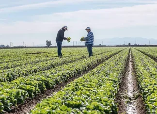 Alerta en Texas por brote de salmonela ligado a jalapeños importados de México