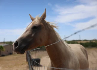 Confirman en el sur de Texas el primer caso equino de mosca barrenadora del actual brote