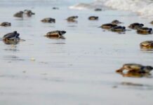 Mantienen acciones de conservación de tortuga lora durante la recta final de la temporada