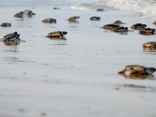 Mantienen acciones de conservación de tortuga lora durante la recta final de la temporada