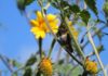 Protege Tamaulipas rutas naturales del colibrí de garganta rubí