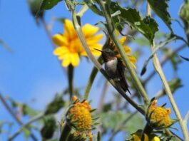 Protege Tamaulipas rutas naturales del colibrí de garganta rubí