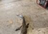Muere cocodrilo atropellado en el bulevar López Mateos de Tampico
