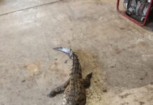 Muere cocodrilo atropellado en el bulevar López Mateos de Tampico