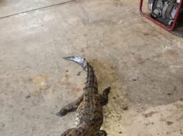 Muere cocodrilo atropellado en el bulevar López Mateos de Tampico