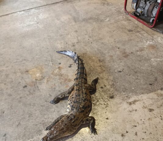 Muere cocodrilo atropellado en el bulevar López Mateos de Tampico