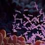 Retiran estas marcas de frutas congeladas por posible E. coli; fueron distribuidas en Texas