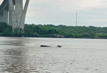 Permanente monitoreo del río Pánuco, cuyo nivel actual es de 3.82 metros