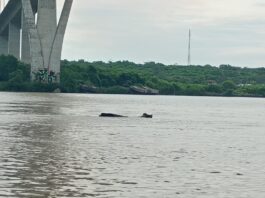 Permanente monitoreo del río Pánuco, cuyo nivel actual es de 3.82 metros