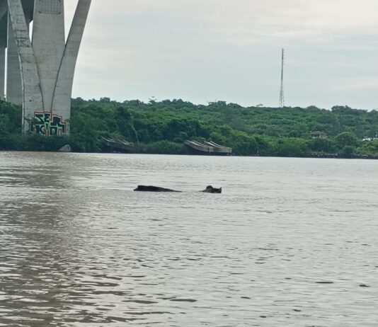 Permanente monitoreo del río Pánuco, cuyo nivel actual es de 3.82 metros