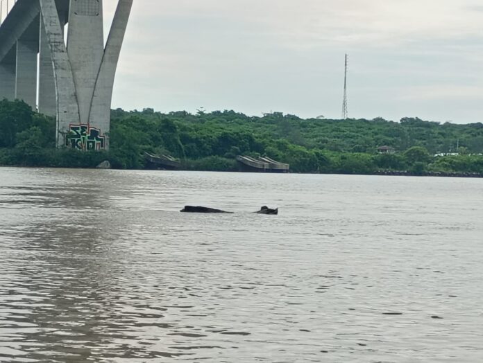 nivel rio panuco